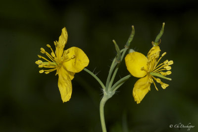 Stinkende gouwe - Chelidonium majus