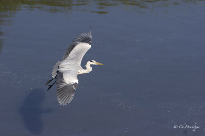 Blauwe reiger - Ardea cinerea