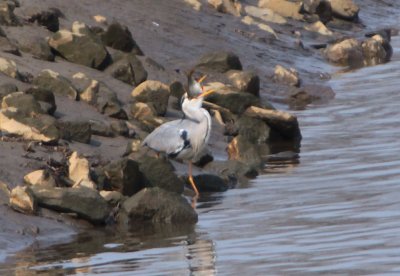 reiger-versus-brasem