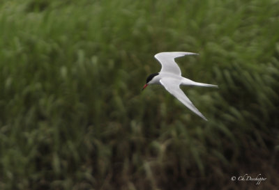 Visdiefje - Sterna hirundo