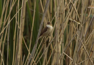 De Kleine Karekiet - Acrocephalus Scirpaceus