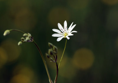 Stellaria graminea - Grasmuur
