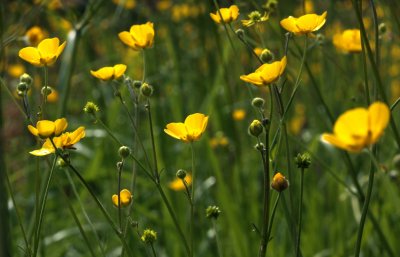 Scherpe boterbloem - Ranunculus acris