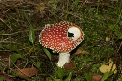 Vliegenzwam - Amanita muscaria