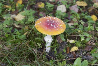 Vliegenzwam - Amanita muscaria