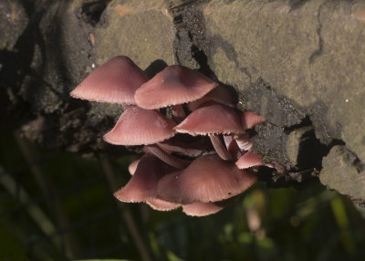 Grote bloedsteelmycena - Mycena haematopus