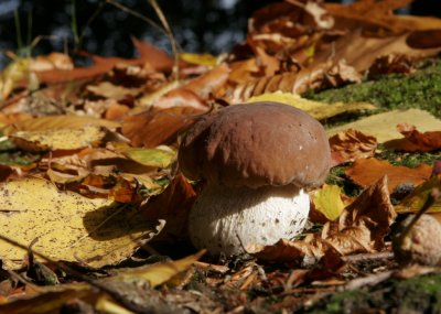 Eekhoorntjesbrood - King bolete - Boletus edulis