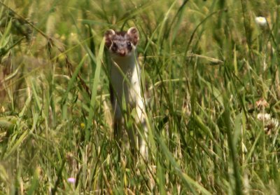 Wezel - Mustela nivalis