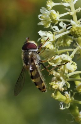 Kleine bandzwever - Syrphus vitripennis