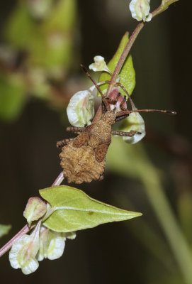 Zuringwants - Coreus marginatus  nimf