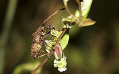Zuringwants - Coreus marginatus ,  nimph