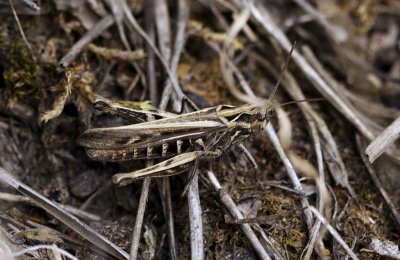 Bruine sprinkhaan - Chorthippus brunneus
