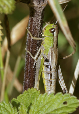 Krasser - Chorthippus parallelus