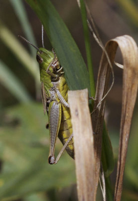 Krasser - Chorthippus parallelus