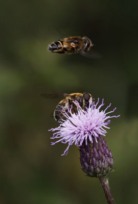 Puntbijvlieg - Eristalis nemorum