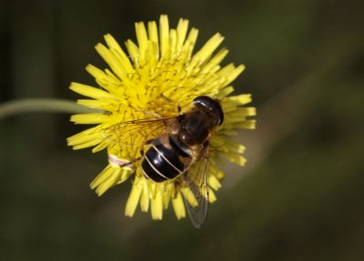 Puntbijvlieg - Eristalis nemorum