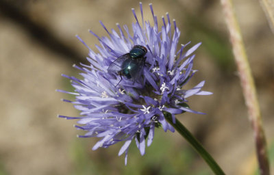 Groene keizersvlieg - Lucilia caesar op Zandblauwtje