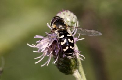 Witte Halvemaanzweefvlieg - Scaeva pyrastri