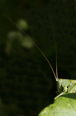 Grote groene sabelsprinkhaan - Tettigonia viridissima