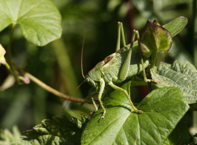 Grote groene sabelsprinkhaan - Tettigonia viridissima