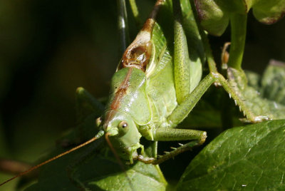 Grote groene sabelsprinkhaan - Tettigonia viridissima