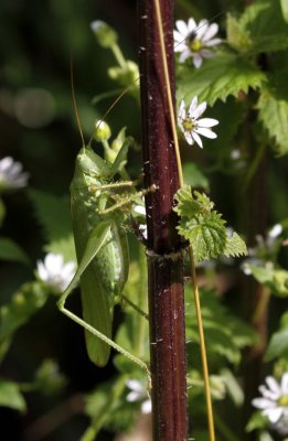 Grote groene sabelsprinkhaan - Tettigonia viridissima