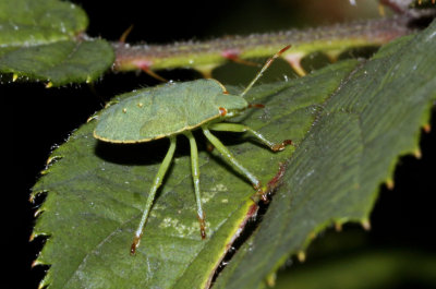 Groene Stinkwants -Palomena prasina, nimph