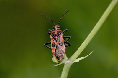 Kaneelwants - Corizus hyoscyami