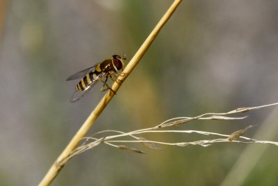 Kleine bandzwever - Syrphus vitripennis