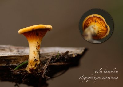 Valse hanenkam - Hygrophoropsis aurantiaca