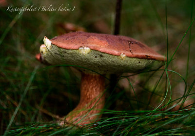 Kastanjeboleet - Boletus badius