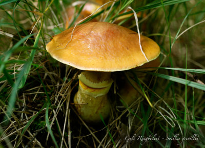 Gele Ringboleet - Suillus grevillei