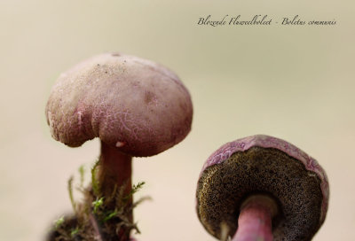 Blozende Fluweelboleet - Boletus communis