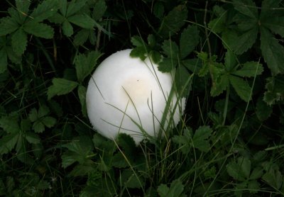 Blanke champignonparasol - Leucoagaricus leucothites