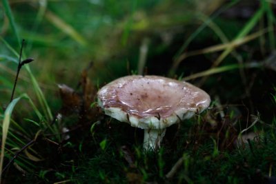 Schotelrussula - Russula velenovskyi