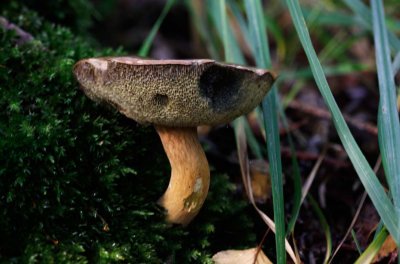 Kastanjeboleet - Boletus badius