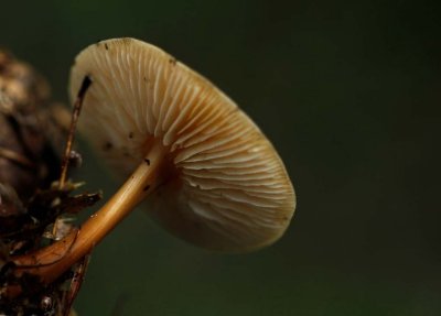 Eikenbladzwammetje - Collybia dryophila