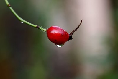 Egelantier