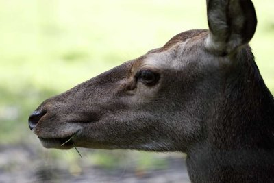 Edelhert - Cervus elaphus