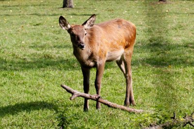 Edelhert - Cervus elaphus