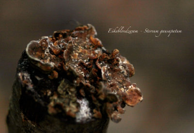 Eikebloedzwam - Stereum gausapatum