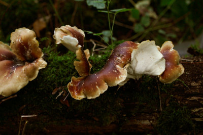 Peksteel - Polyporus badius