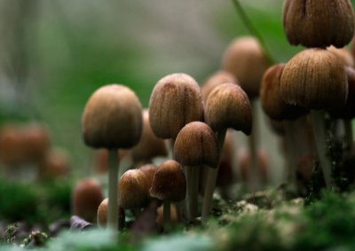 Gewone Glimmerinktzwam - Coprinus micaceus