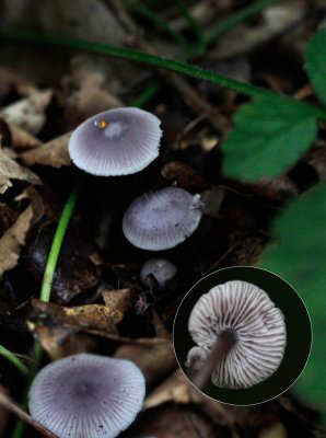 Gewoon elfenschermpje - Mycena pura