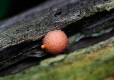 Gewone Boomwrat - Lycogala epidendrum