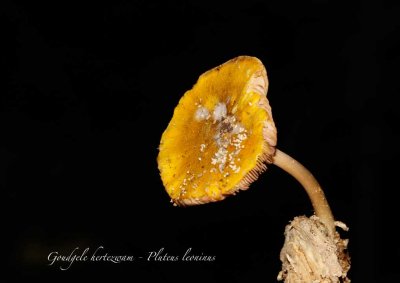 Goudgele hertenzwam - Pluteus leoninus