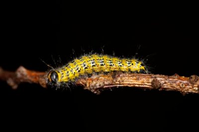 rups van de Wapendrager