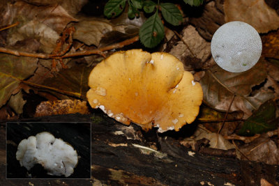 Waaierbuisjeszwam - Polyporus varius