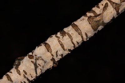 Lindeschorszwam - Peniophora rufomarginata