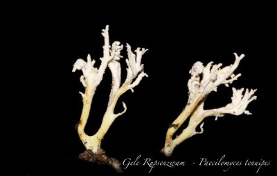 Gele Rupsenzwam  - Paecilomyces tenuipes